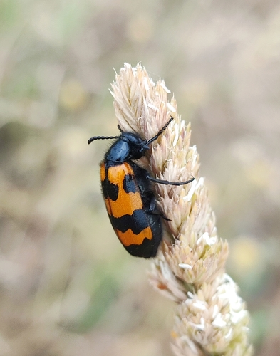 Mylabris variabilis