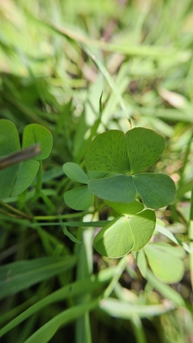 European waterclover (Marsilea quadrifolia)