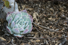 Echeveria simulans