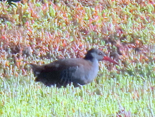 iNaturalist image