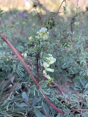 Ceratocapnos claviculata