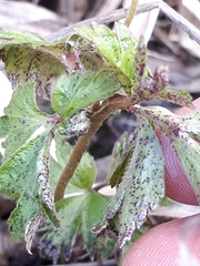 Synchytrium anemones
