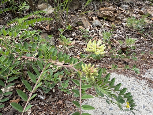 Astragalus sikokianus iNat (3)