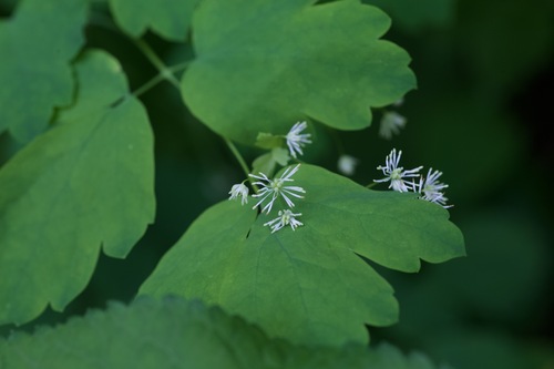 Thalictrum baicalense iNat (3)