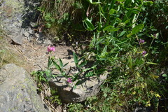 Lathyrus heterophyllus