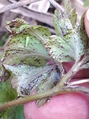 Synchytrium anemones