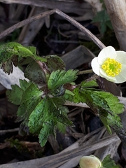 Synchytrium anemones
