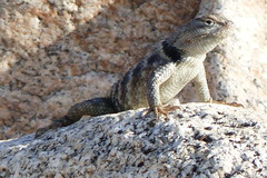 Sceloporus uniformis