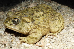 Anaxyrus californicus