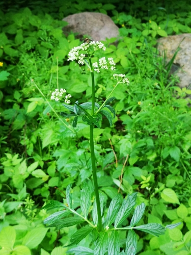 Vaistinis valerijonas