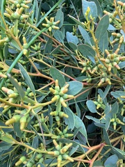 Eucalyptus utilis