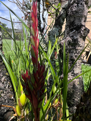 Tillandsia observed 2026-06-03