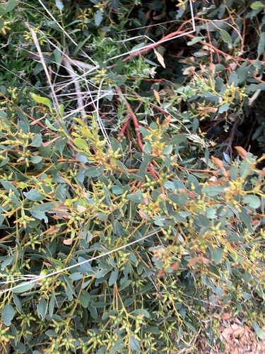 Eucalyptus utilis, photograph 3