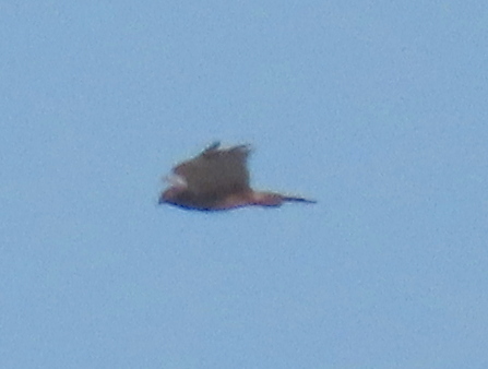 iNaturalist image