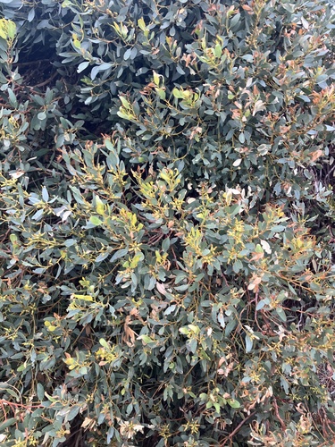 Eucalyptus utilis, photograph 4