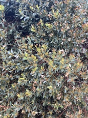 Eucalyptus utilis, photograph (c) ttsquid, some rights reserved (CC BY)