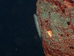 Samoan Riffle Goby photo 1