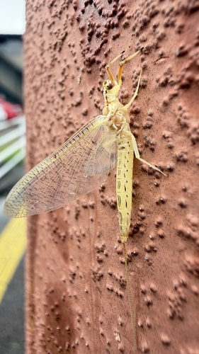 Oriental Mayfly