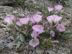 Convolvulus lineatus