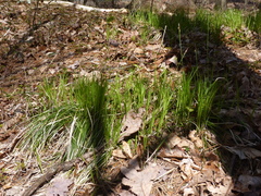 Carex lucorum