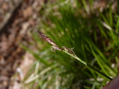 Carex lucorum