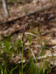 Carex lucorum