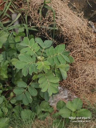 Senna uniflora, photograph 3