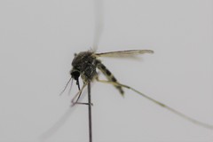 Aedes bancroftianus