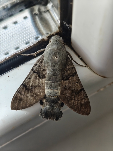 Eurasian Hummingbird Hawkmoth