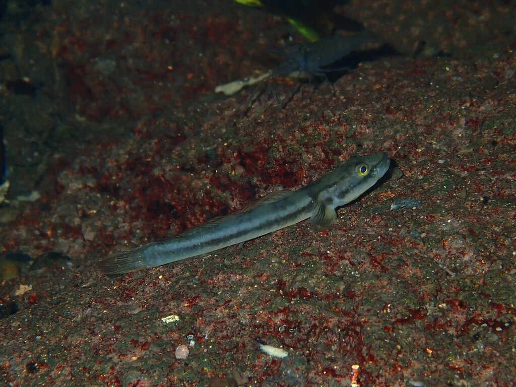 Pentecost's Sicyopus