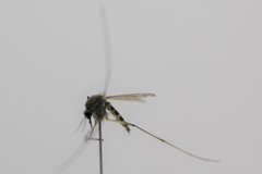 Aedes bancroftianus