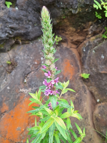 purple loosestrife