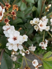 Rhaphiolepis umbellata