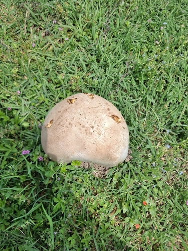 Purple-spored Puffball
