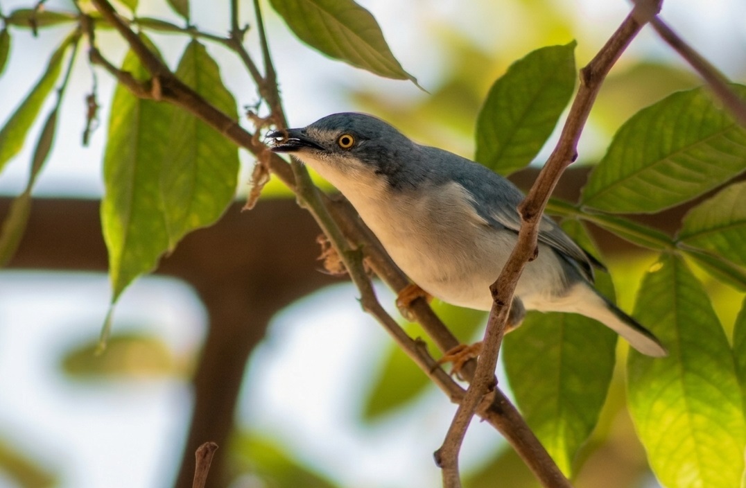 Hooded Tanager (Nemosia pileata), photo 6