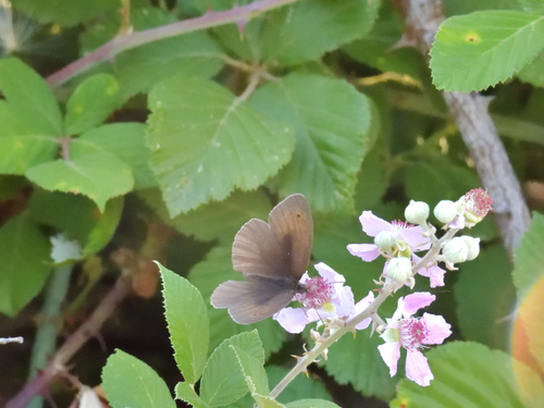 Meadow Brown