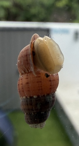 Parachondria dentata observed 2026-06-09