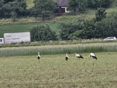 White Stork