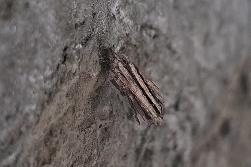 Common Bagworm Moth
