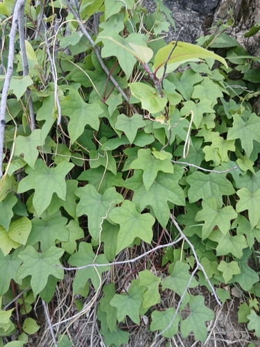 Menispermum dauricum, photograph 5