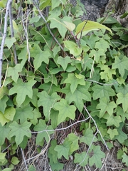 Menispermum dauricum, photograph (c) Святослав Власенко, some rights reserved (CC BY)