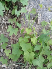 Menispermum dauricum, photograph (c) Святослав Власенко, some rights reserved (CC BY)