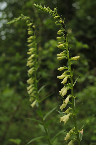 Straw Foxglove
