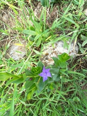 Vinca herbacea