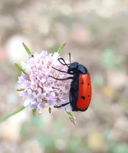 Four-spotted Blisterbeetle