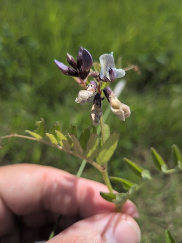 Bush Vetch