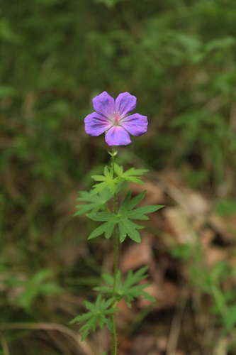 Bloody Crane's-bill