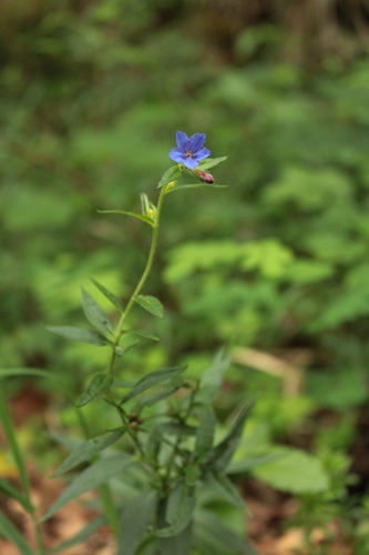 Purple Gromwell