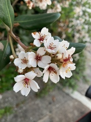 Rhaphiolepis umbellata