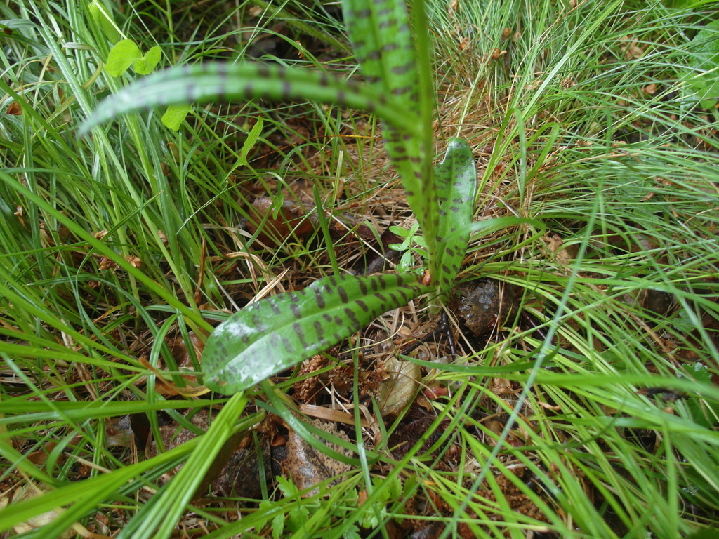 Dactylorhiza sect. Maculatae